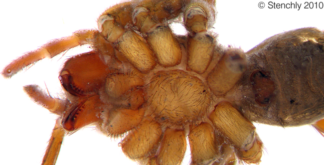 ctenidaeSP1_3_large