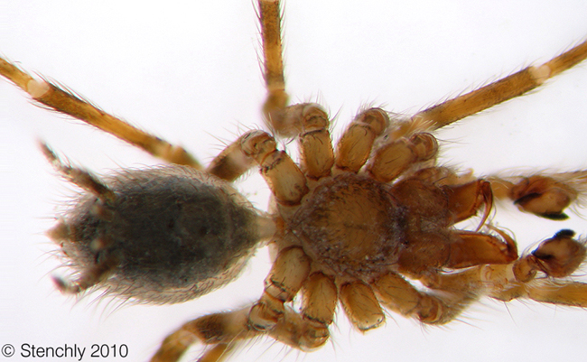 Hahniidae_Hahnia sp1