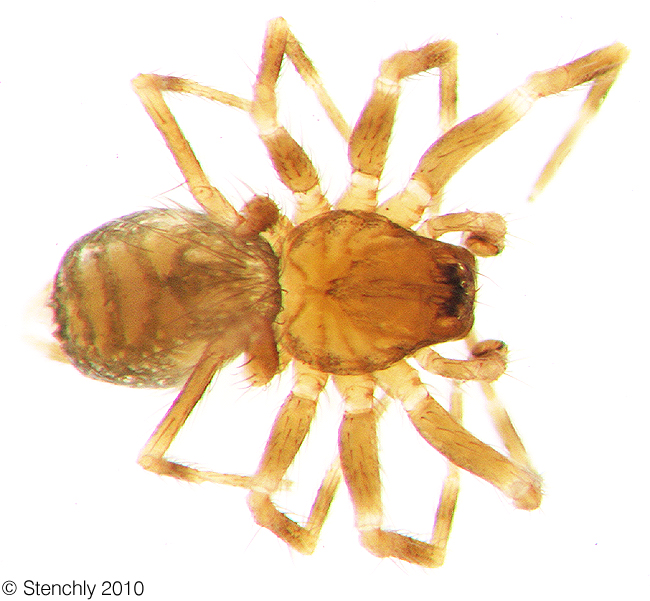 Hahn_sp2_large