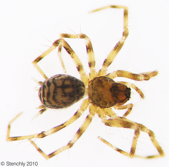 Hahn_sp4_large