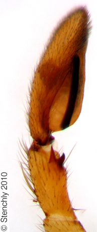 medcel_m_5_large