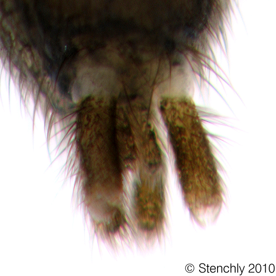 gnaph1_4_large