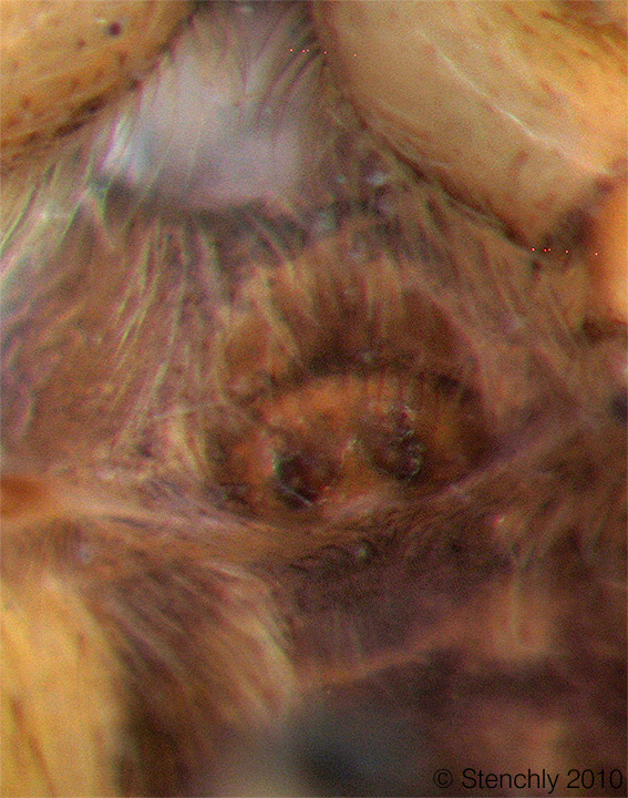 salt_sp6_large_2