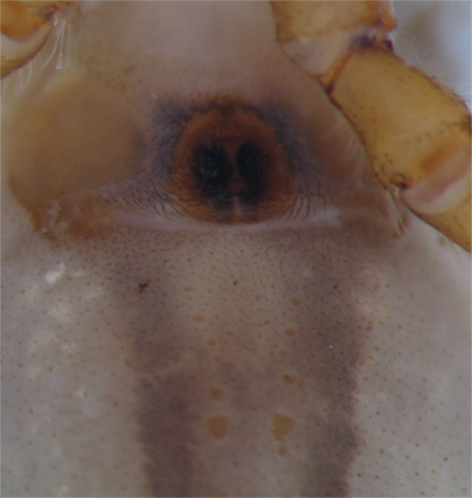 salt_bavia9_4_large