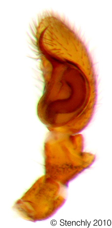 teuspe1_m_5_large