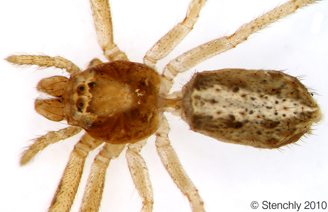 Thomisidae_Tmarus_sp1
