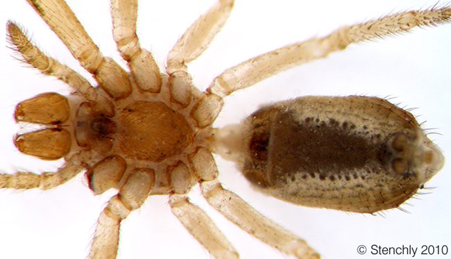 Thomisidae_Tmarus_sp1