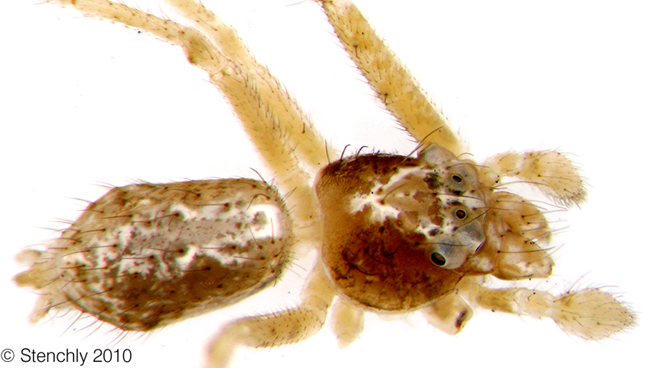 Thomisidae_Tmarus_sp1