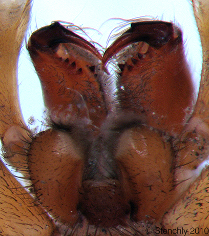 trocruri_m_3_large