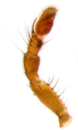 thorensi_4_large