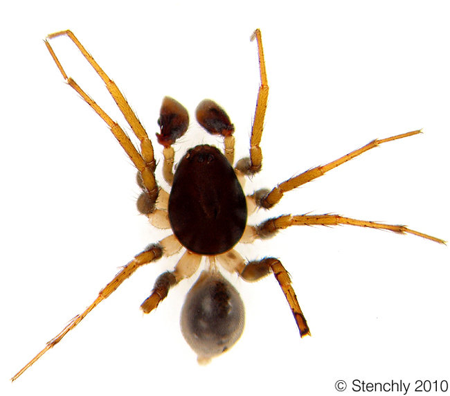 zodaspec1_m_1_large