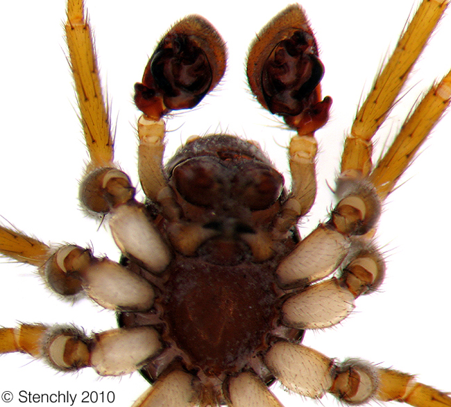 zodaspec1_m_2_large