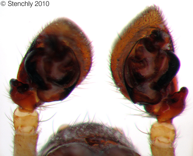 zodaspec1_m_3_large