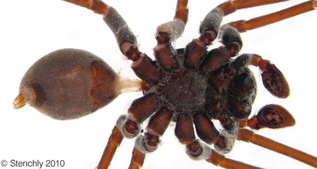 Zodariidae_MallinellaSp1