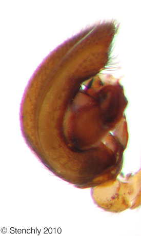 asceua_m_2_large